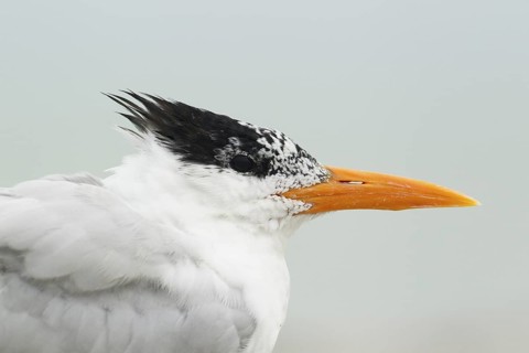 Royal Tern (Thalasseus maximus), Florida, USA