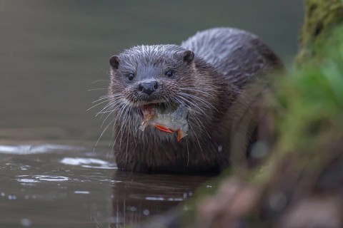 European otter (Lutra lutra) adult mammal feeding on a Perch fish in a river, England, United