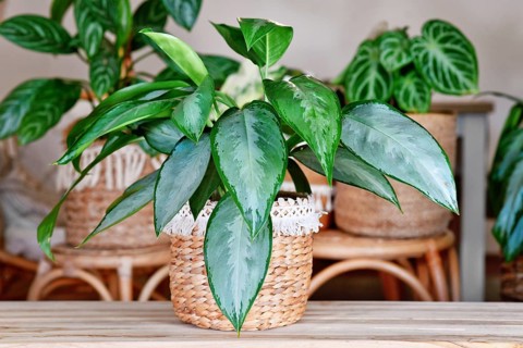 Aglaonema Silverado Chinese Evergreen houseplant in boho style basket in cozy living room with many