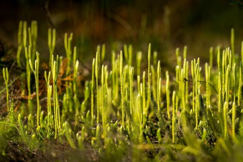 Bearlops, Vascular Plants, Clubbearlop, Lycopodiaceae, Lycopodium Clavatum, Tracheophyta, Wolfclaw,