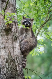Carnivora, procyon lotor, raccoon, predators, raccoon, high size, portrait format, mammals,