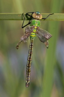 Anax Imperator, Blue Emperor Dragonfly, Large King's Libel, Abnormal, Anisoptera, Bulgaria,
