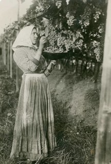 France, grape grape harvest, girl, poverty, A woman harvesting grapes from a vine, Philipp Kester,