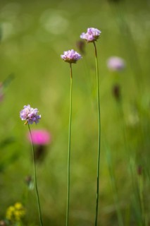 Armeria maritima subsp. elongata, grass clove, plumbaginaceae, sandgrass clove, flora, high size,