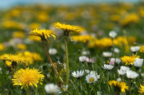 Asteraceae, Bellis Perennis, common dandelion, daisy, dandelion, dandelion, flower flower,
