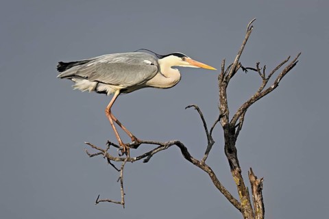 Grey heron (Ardea cinerea), perched on a branch, Camargue, southern France, France