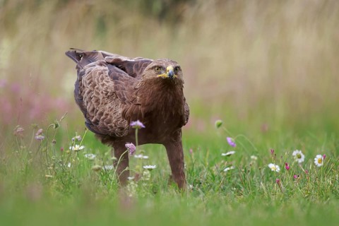 Lesser Spotted Eagle (Clanga pomarina) on grassland, Poland