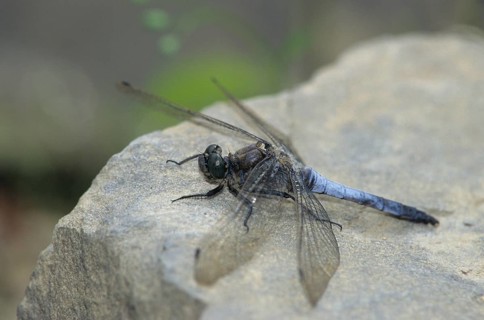 Black-tailed skimmer, big blue arrow, orthetrum cancellatum, anisoptera, damselflies, dragonflies,