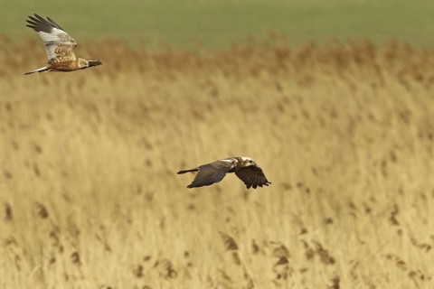 Western Marsh Harrier (Circus aeruginosus) flying, Rhineland-Palatinate, Germany