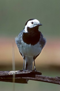 Wagtail, Motacilla Alba, White Wagtail, Birds, High Size, Portrait, Leo, Passeri, Songbirds, Birds