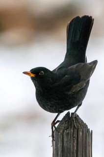 Blackbird, turdus merula, birds, garden, garden, garden fence, high size, portrait format, passeri,