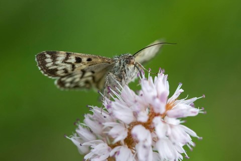 Callistege mi, Euclidia mi, owl moth, noctuidae, checktageule, butterfly, insects, moths, moths,