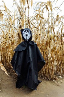 Cornfield decoratively decorated for All Saints' Day and Halloween with a scarecrow in a black