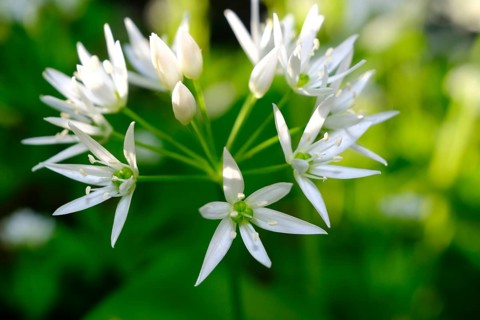 Wild garlic (Allium ursinum), order Asparagales, family Amaryllidaceae, subfamily Allioideae, tribe