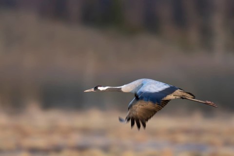 Crane (Grus grus), Hornborgorsjön, Sweden