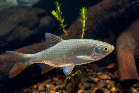Red lead, rudd, rubella, scardinius erythrophthalmus, fake roach, fish, fishes, pisces