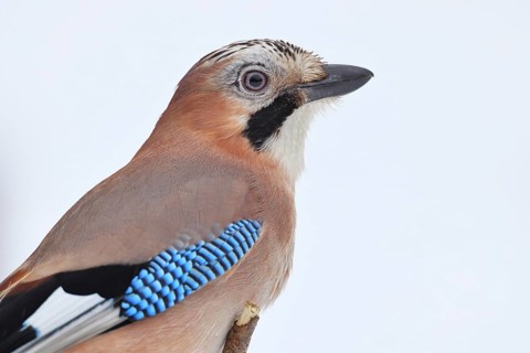 Eurasian Jay (Garrulus glandarius), animal portrait, Wilnsdorf, North Rhine-Westphalia, Germany