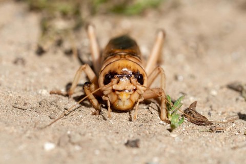 Brachytrupes Megacephalus, Giant Cricket, Granelli, Gryllus Megacephalus, Italy, Pantani Cuba and