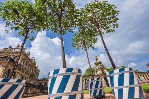 After a five-year break, orange trees are once again in Dresden's Zwingerhof. A total of 52 Italian