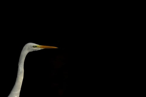 Great white egret (Ardea alba) adult bird head portrait, England, United Kingdom