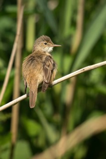 Acrocephalus scirpaceus, reed warbler, birds, plumage care, high size, portrait format, passeri,