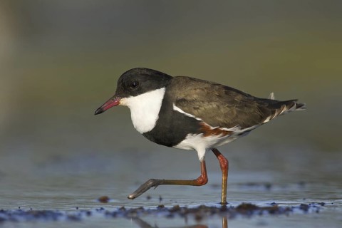 Red-kneed Dotterel (Erythrogonys cinctus), Victoria, Australia