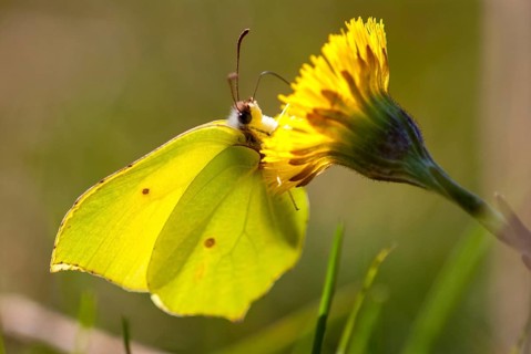 Brimestone, gonepteryx rhamni, butterfly, insects, butterfly, butterflies, butterflies