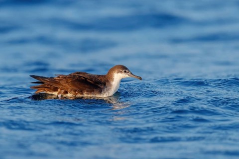 Arabian Shearwater, Persian Shearwater, (Puffinus persicus), family of shearwaters, Off Mirbat,