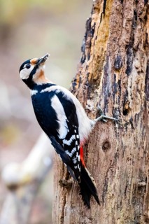 Animals, birds, woodpecker, great spotted woodpecker (Dendrocopos major), nesting cavity, Lower