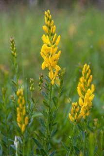 Fabaceae, Dyer's Greenweed, Genista Tinctoria, Dyer's Broom, Dyer's Greenweed, Flora, Broom, High