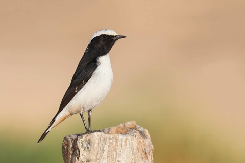 Mourning Wheatear (Oenanthe lugens) male, Eilat, Israel