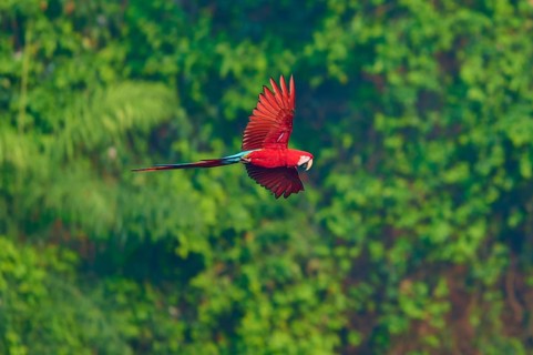A Scarlet macaw flies majestically with its wings spread wide over the green forests, Green-winged