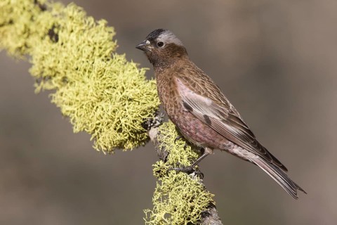 Grey-crowned Rosy Finch (Leucosticte tephrocotis), California, USA