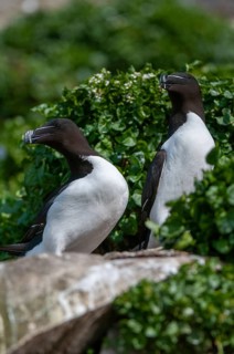 Alca Torda, Norway, Razorbill, Tordalk, Varanger, Alcidae, Alkenvögel, birds, high size, portrait