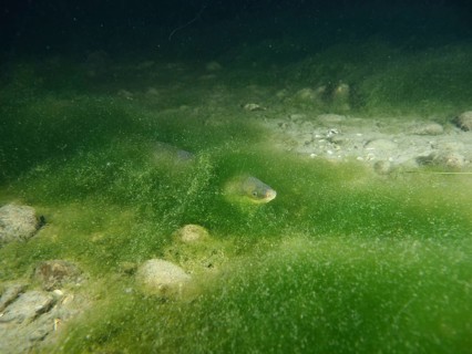 A European eel (Anguilla anguilla) hiding among green algae, dive site Klosterinsel, Rheinau,