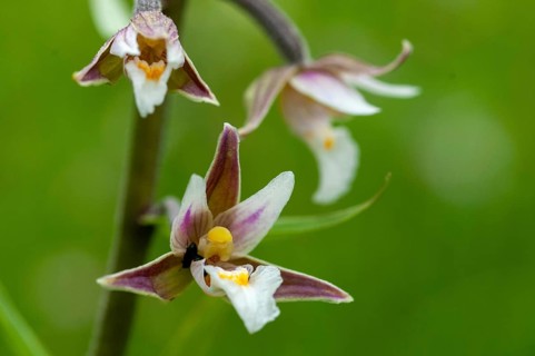 Common marsh root, epipactis palustris, orchidaceae, orchids, orchid family, swamp sitter, marsh