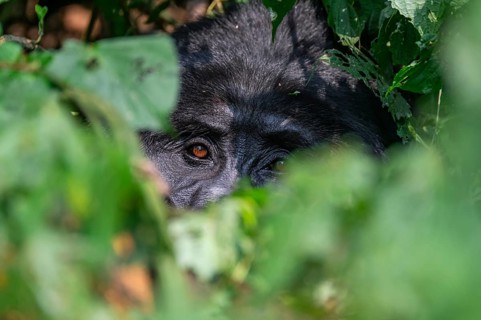 Mountain gorilla (Gorilla berengei berengei), Bwindi Impenetrable National Park, Uganda