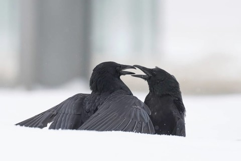Two fighting crows (Corvus corone) in the snow, Hesse, Germany