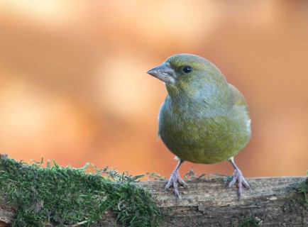 European Greenfinch (Chloris chloris) female perched on a branch, Lower Saxony, Germany