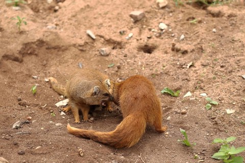 Two mongooses interacting on sandy ground, fox mongooses (Cynictis penicillata) standing on the