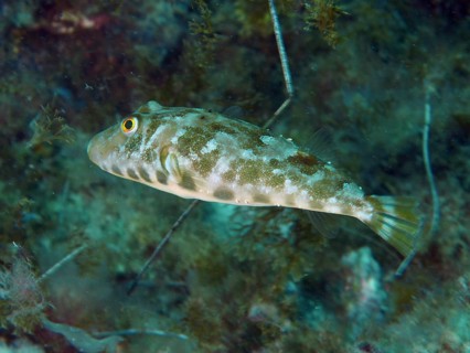 A Congo pufferfish (Sphoeroides marmoratus) swimming over seaweed, dive site: El Cabron Marine