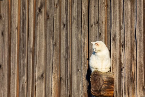 Domestic cat sitting on a beam outside a barn enjoying the evening sun