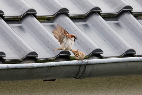House Sparrows (Passer domesticus), a pair, adult male and female, perched on a house roof, about