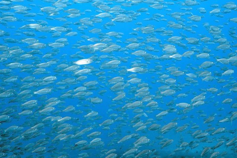 A large school of European sardines (Sardina pilchardus) swim together through the blue sea at the
