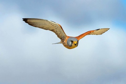 Kestrel, (Falco tinnunculus), falcon family, falcon, flight recording, flight, shaking flight,