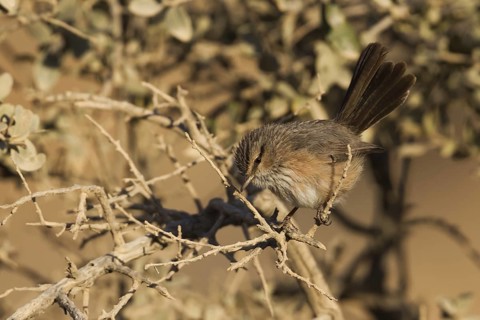 Streaked Scrub Warbler (Scotocerca inquieta), Oman