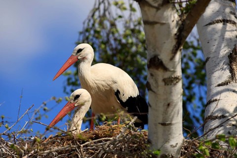 White stork, (Ciconia ciconia), Two white storks in a nest, Baden-Württemberg, Germany