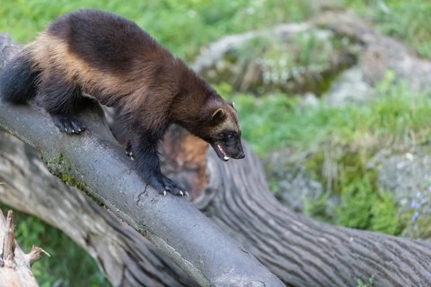 One wolverine, (Gulo gulo), climbing in a fallen tree. Green vegetation in the background