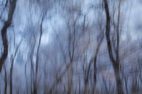 Abstract icy trees, wiping effect