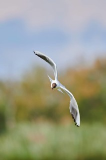 Black-headed gull (Chroicocephalus ridibundus), flying, Camargue, France